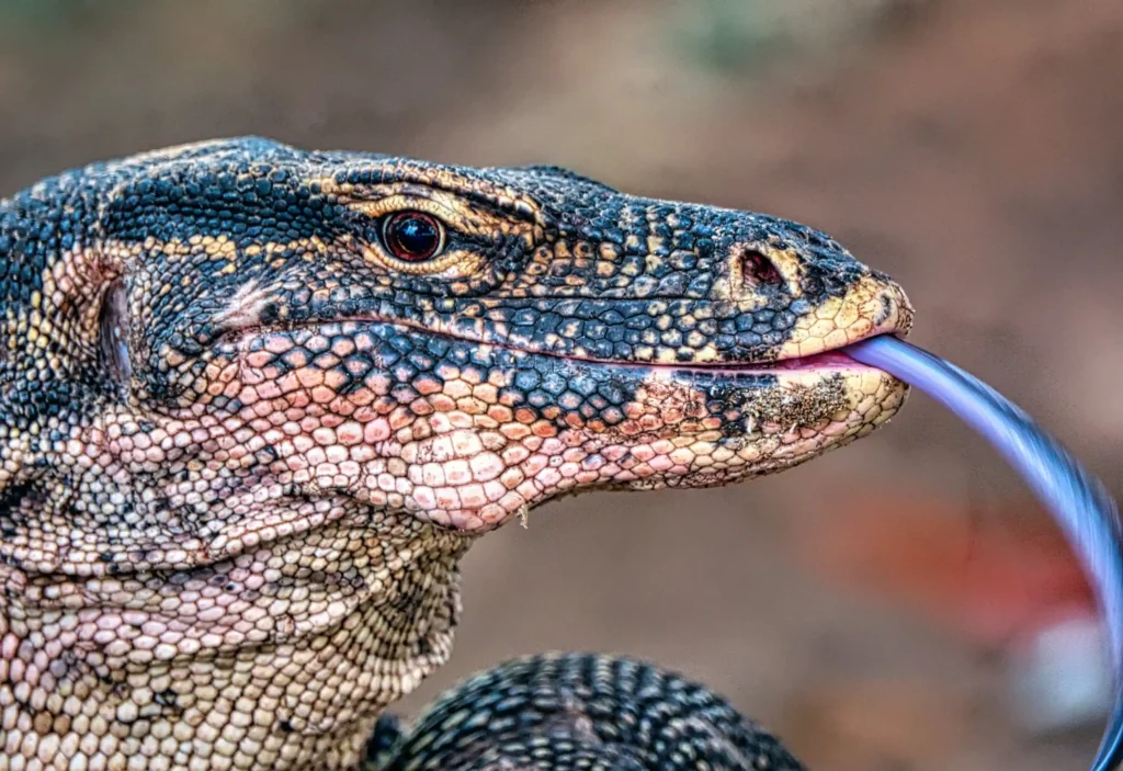 Komodo dragon walking in Komodo National Park, Flores