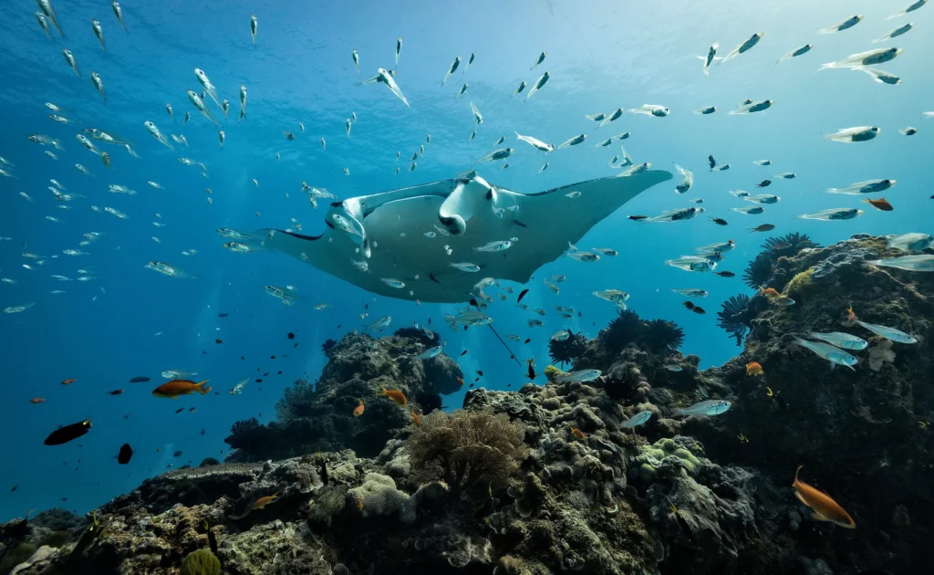 Manta ray swimming underwater at Manta Point, Komodo