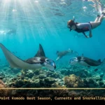 Manta Point Komodo Best Season, Currents and Snorkelling Guide