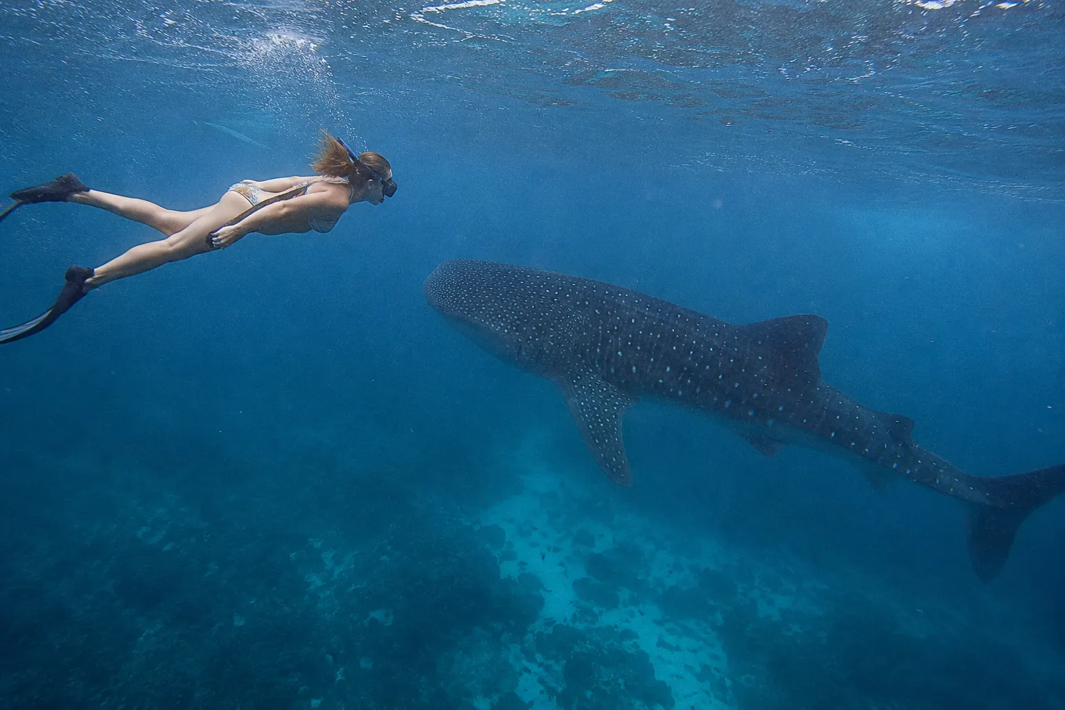Whale shark swimming beside a traditional bagan fishing platform in Saleh Bay, Sumbawa