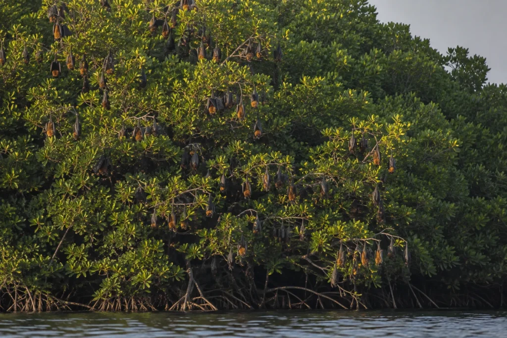 Flying foxes roosting in the mangrove canopy of Kalong Island during the day