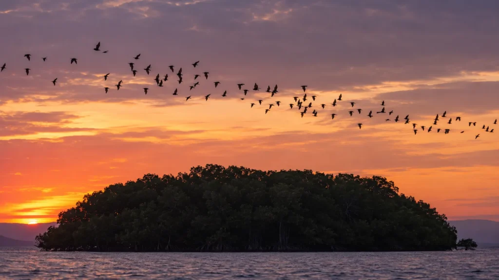 Thousands of flying foxes leaving Kalong Island against the sunset in Komodo